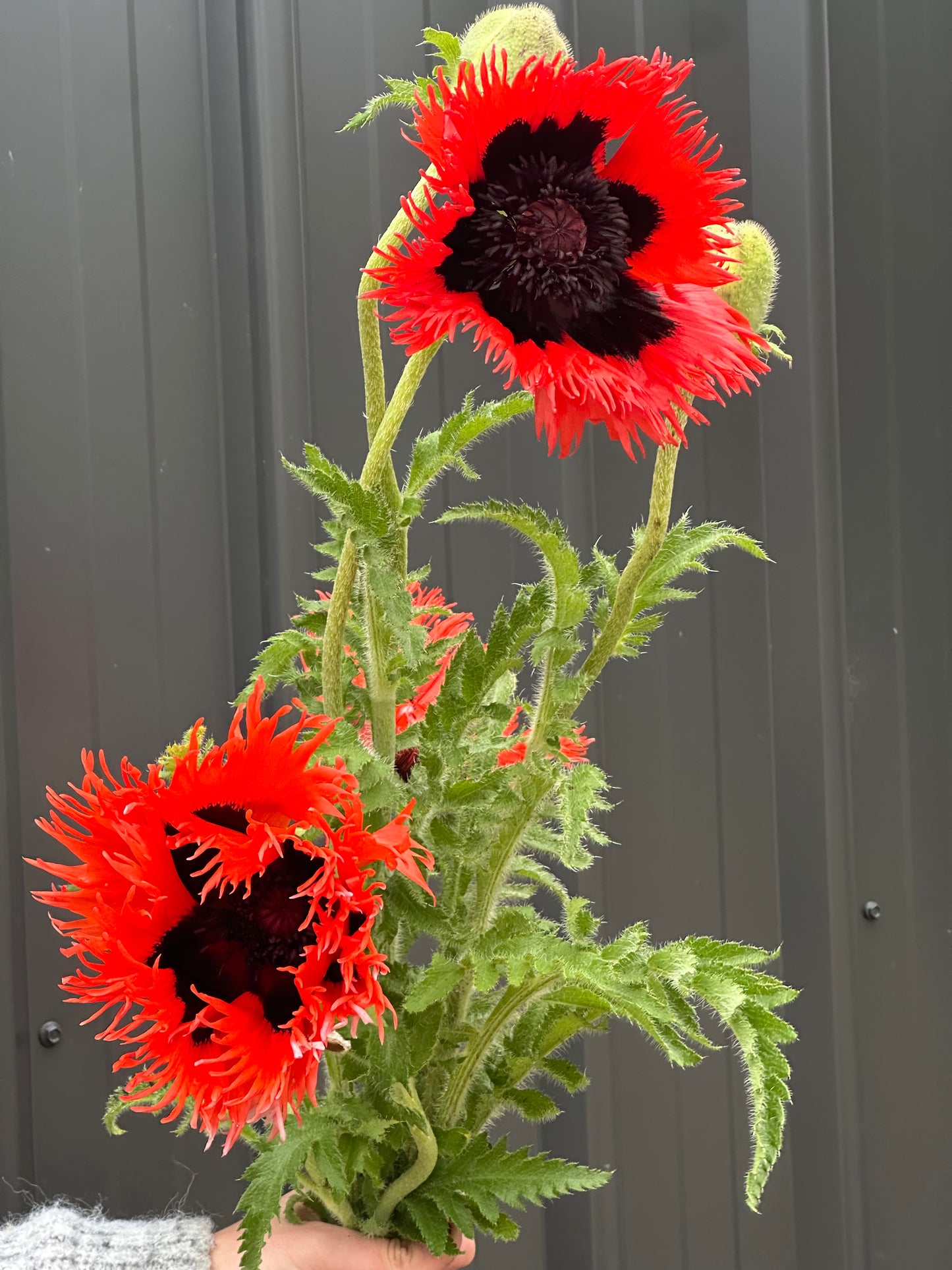 Oriental Poppies