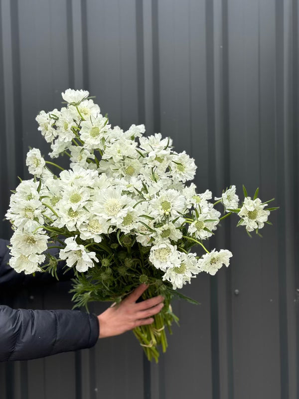 Scabiosa