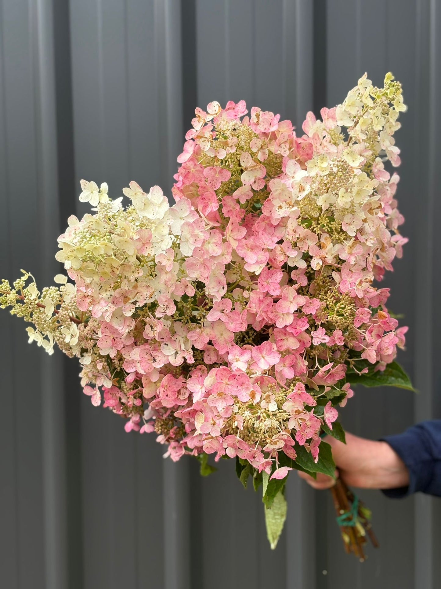 Hydrangea