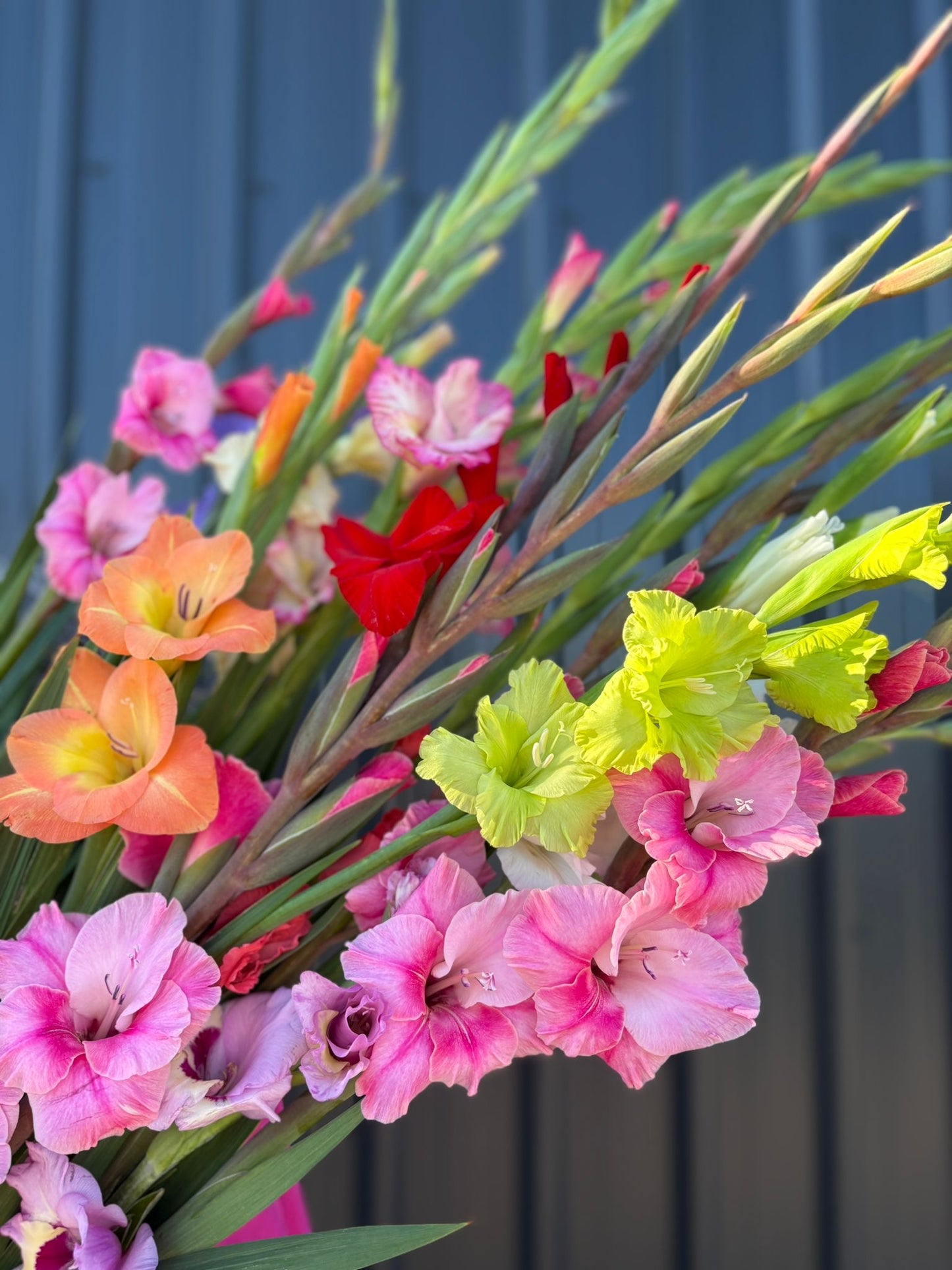 Gladioli