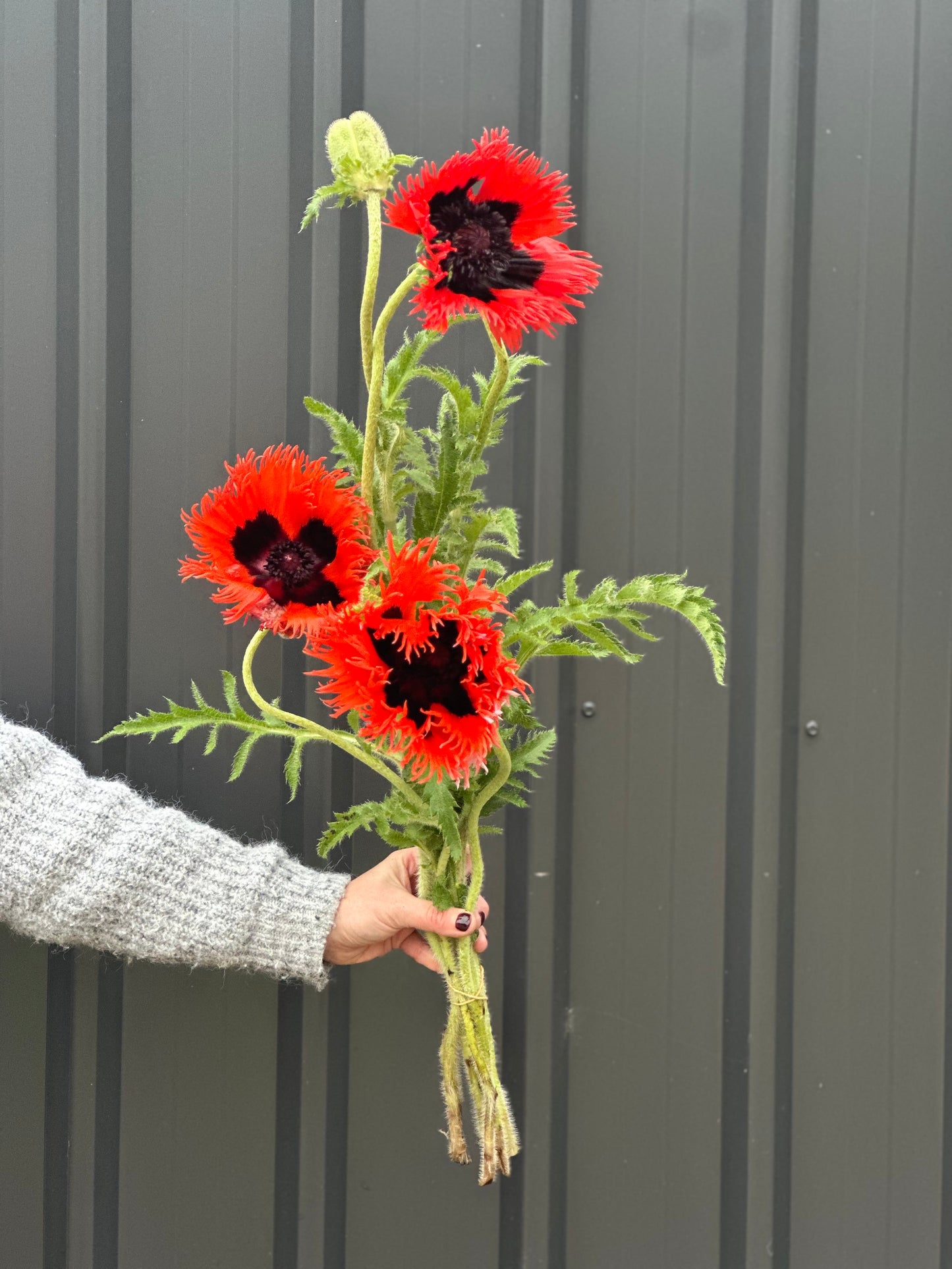 Oriental Poppies