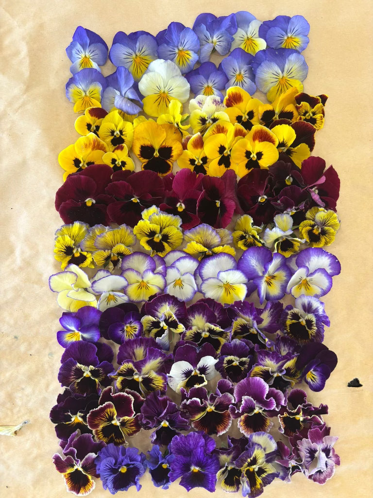 Pansies