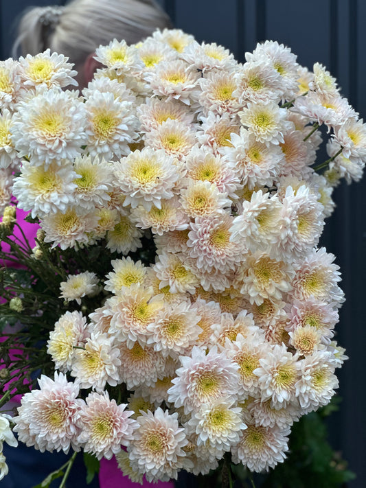 Chrysanthememum