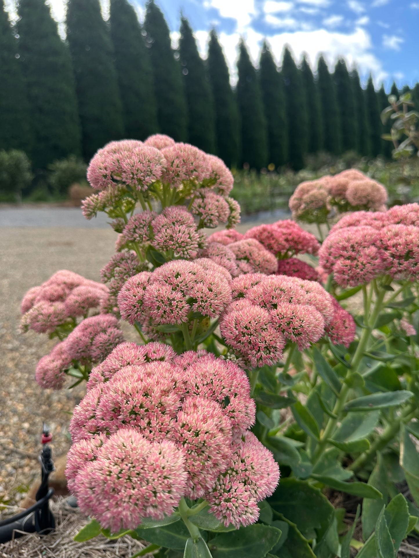 Sedum