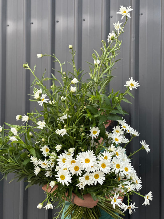 Shasta Daisies