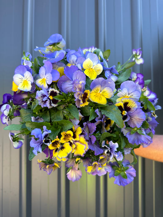 Pansies