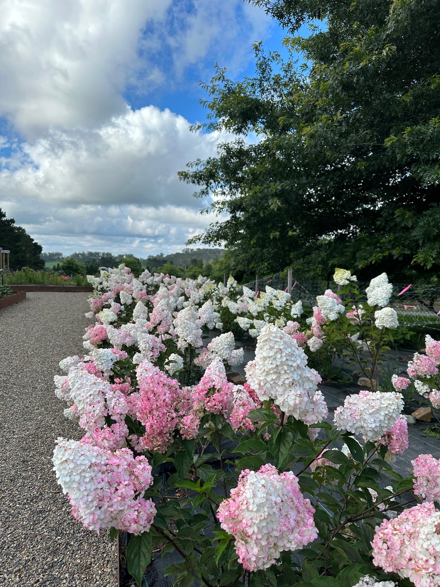 Hydrangea