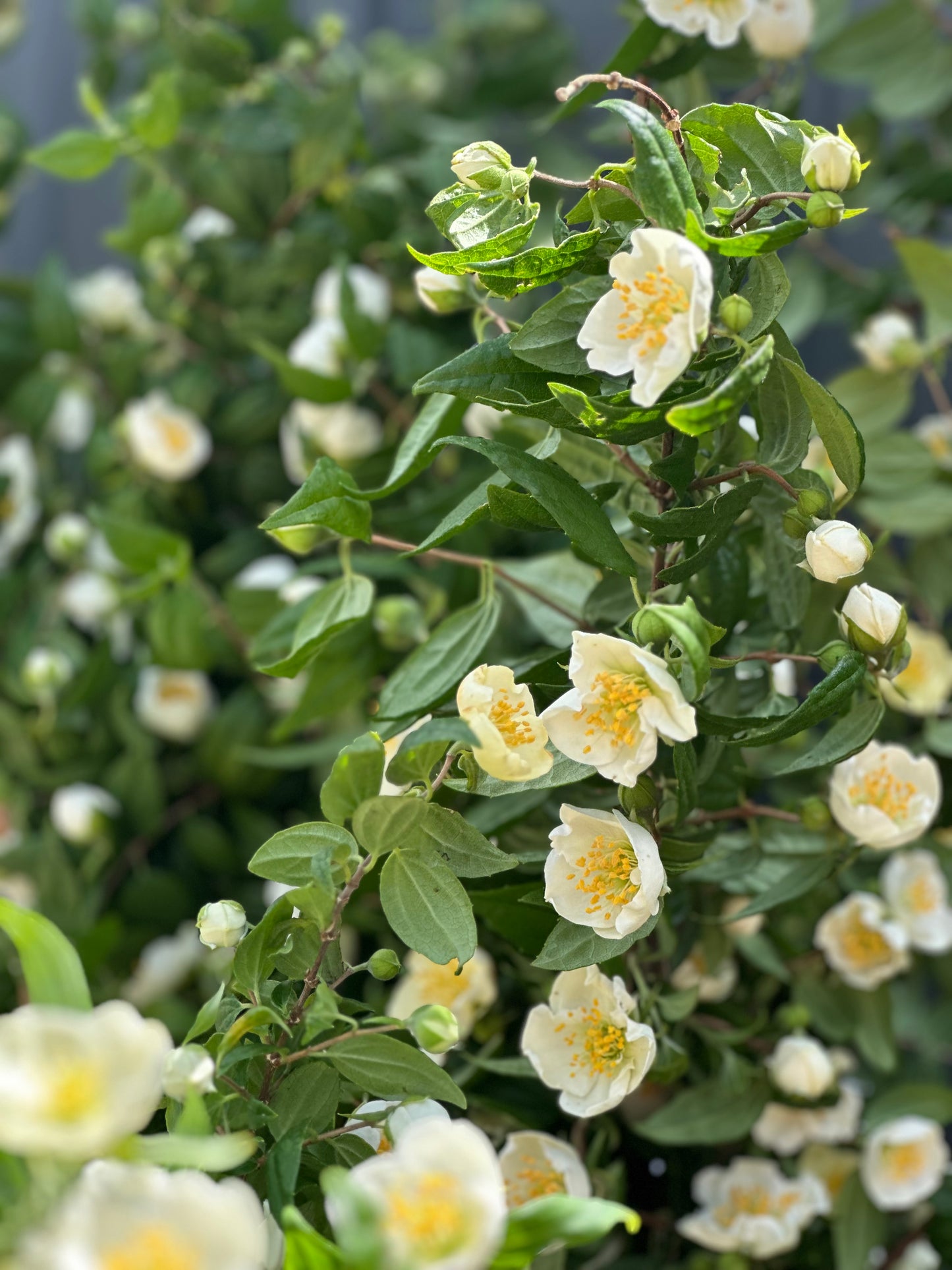 Mock Orange