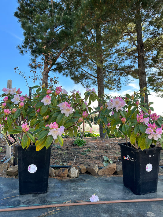 Rhododendron