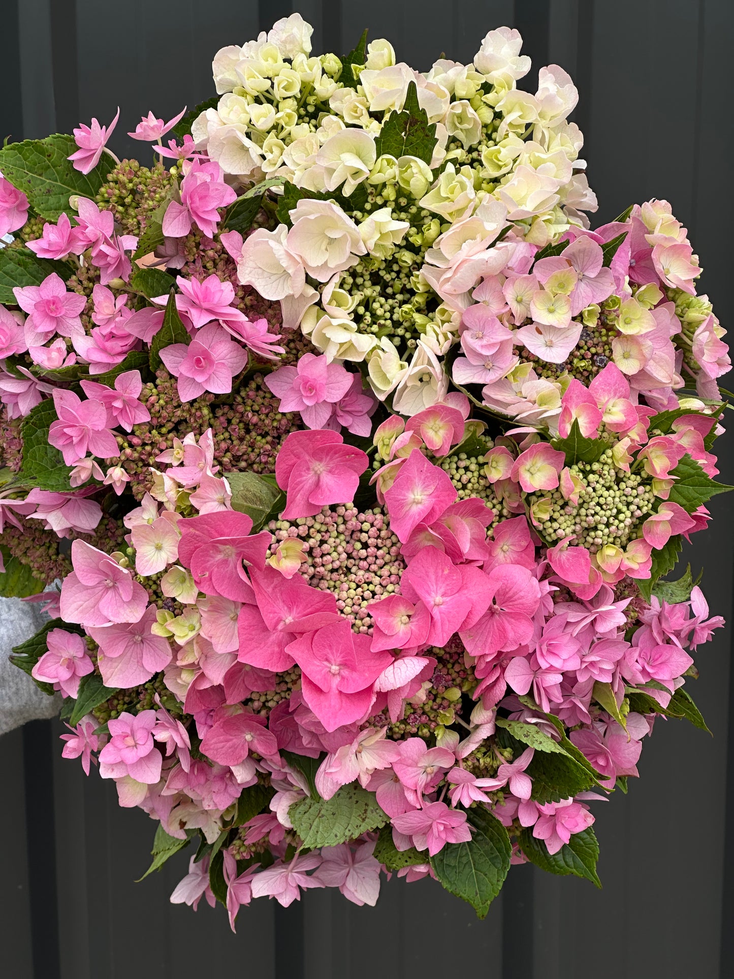 Hydrangea