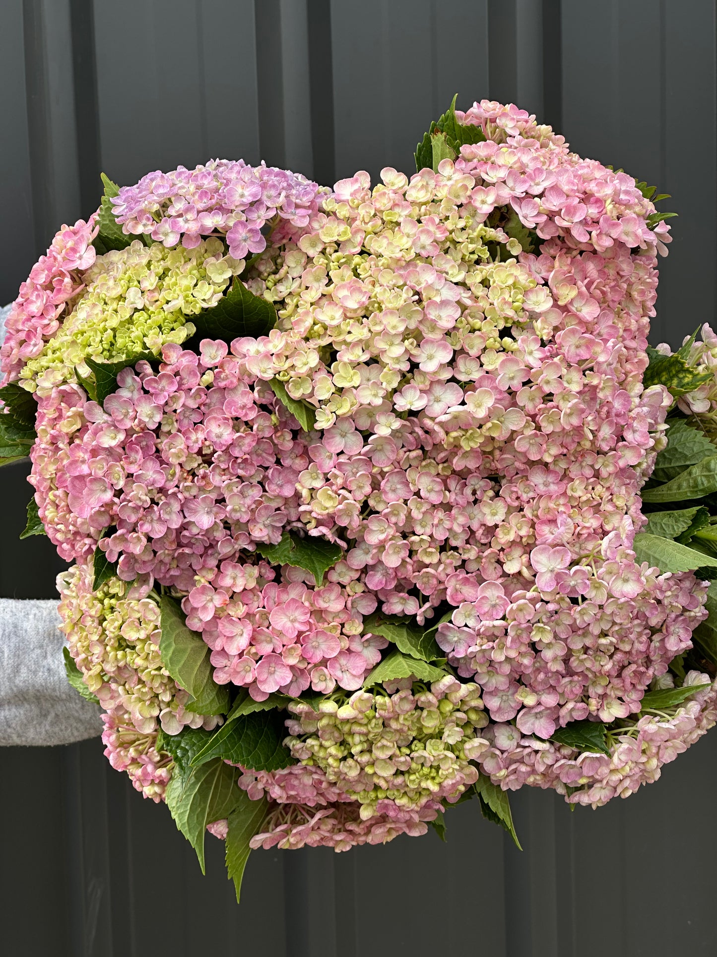 Hydrangea