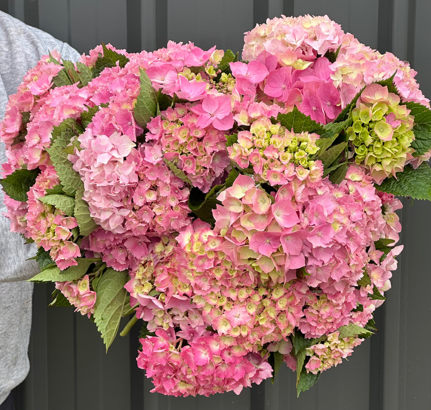 Hydrangea