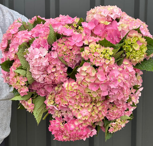 Hydrangea