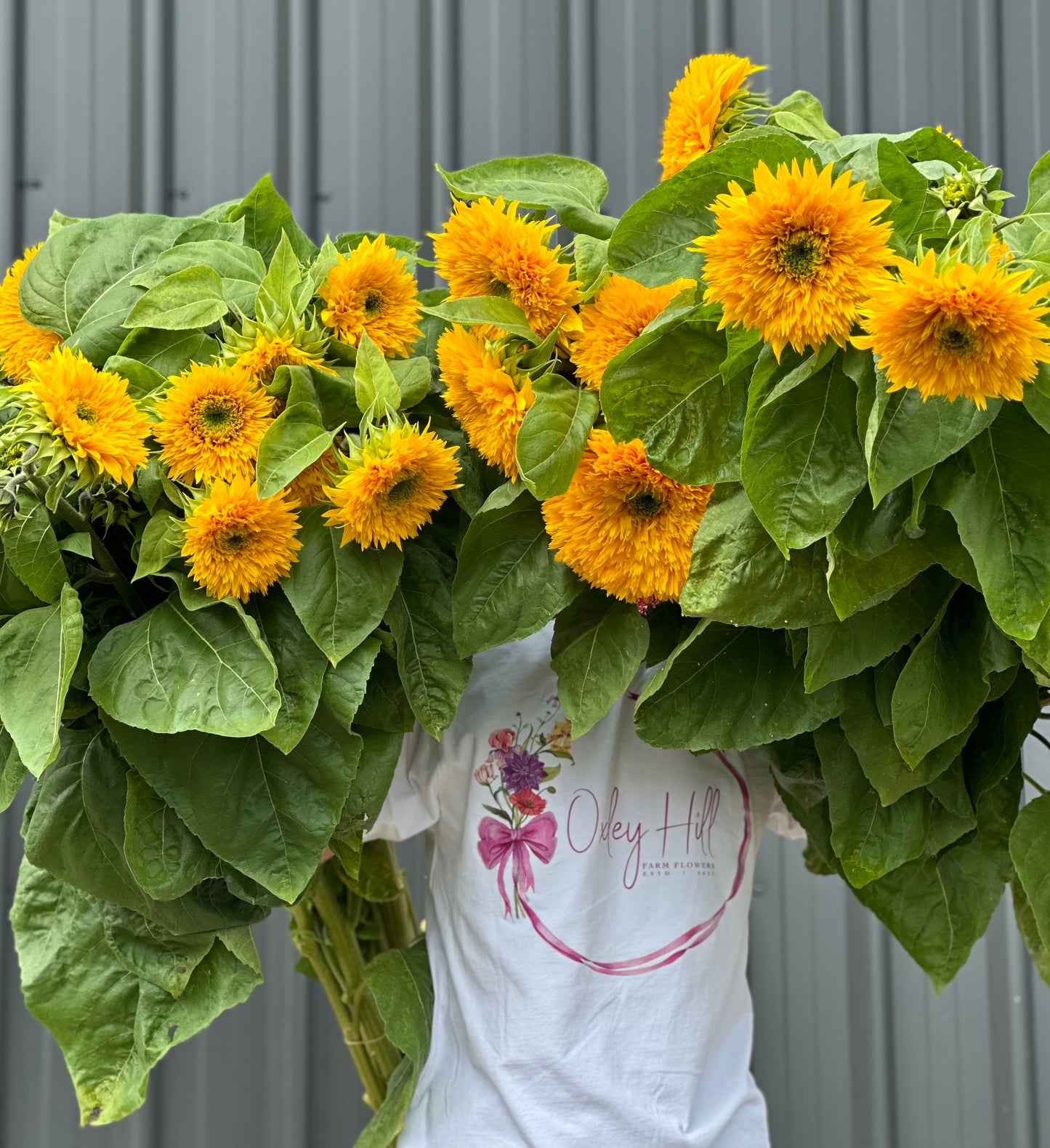 Sunflowers