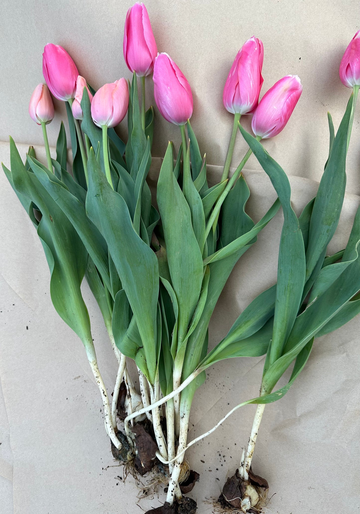 Tulips