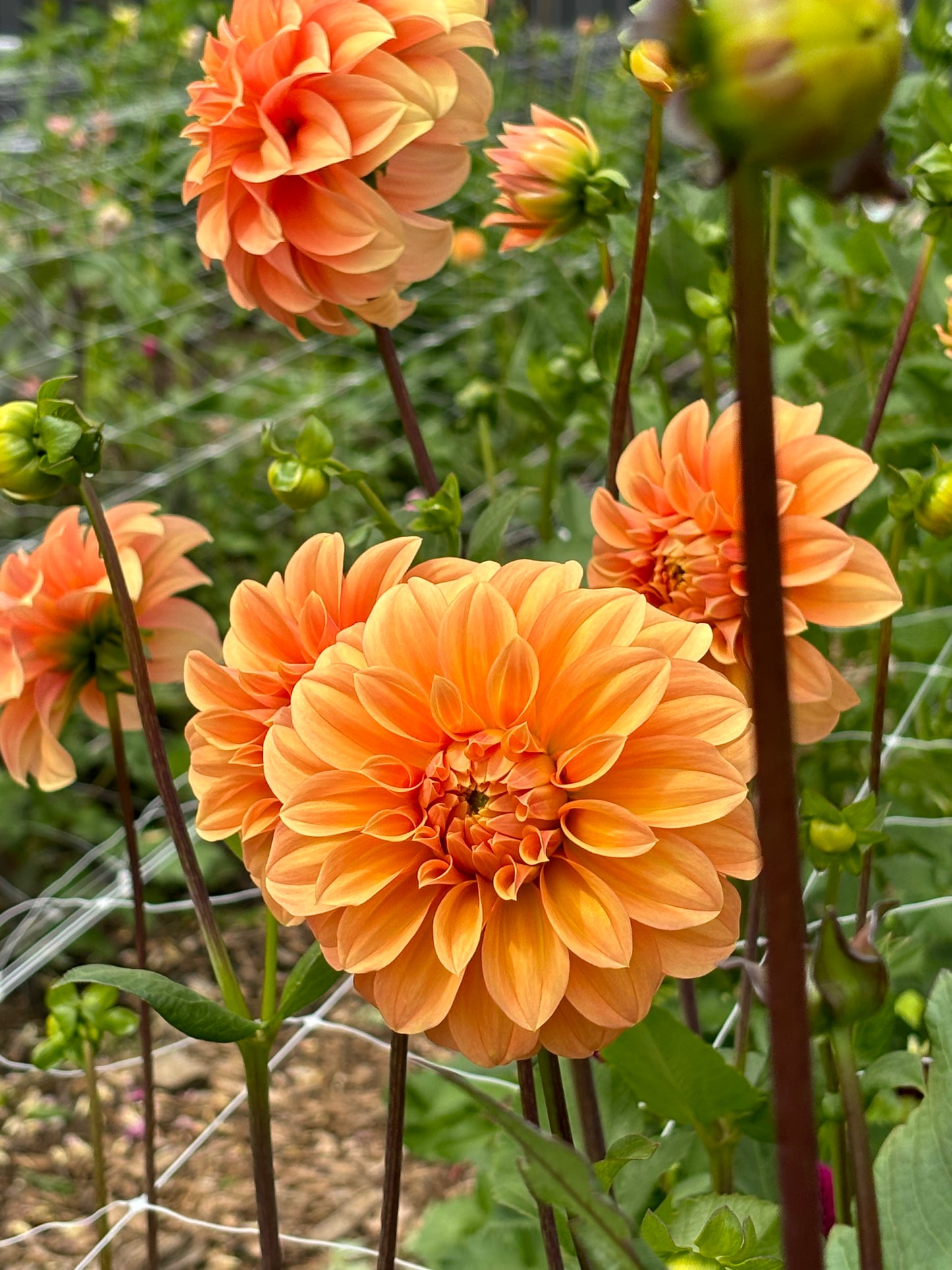 Dahlia