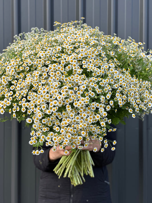 Chamomile