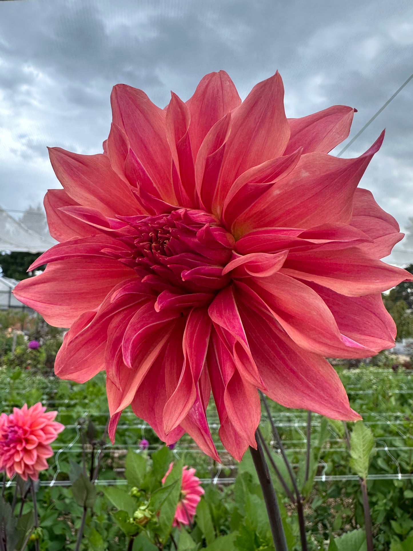 Dahlia