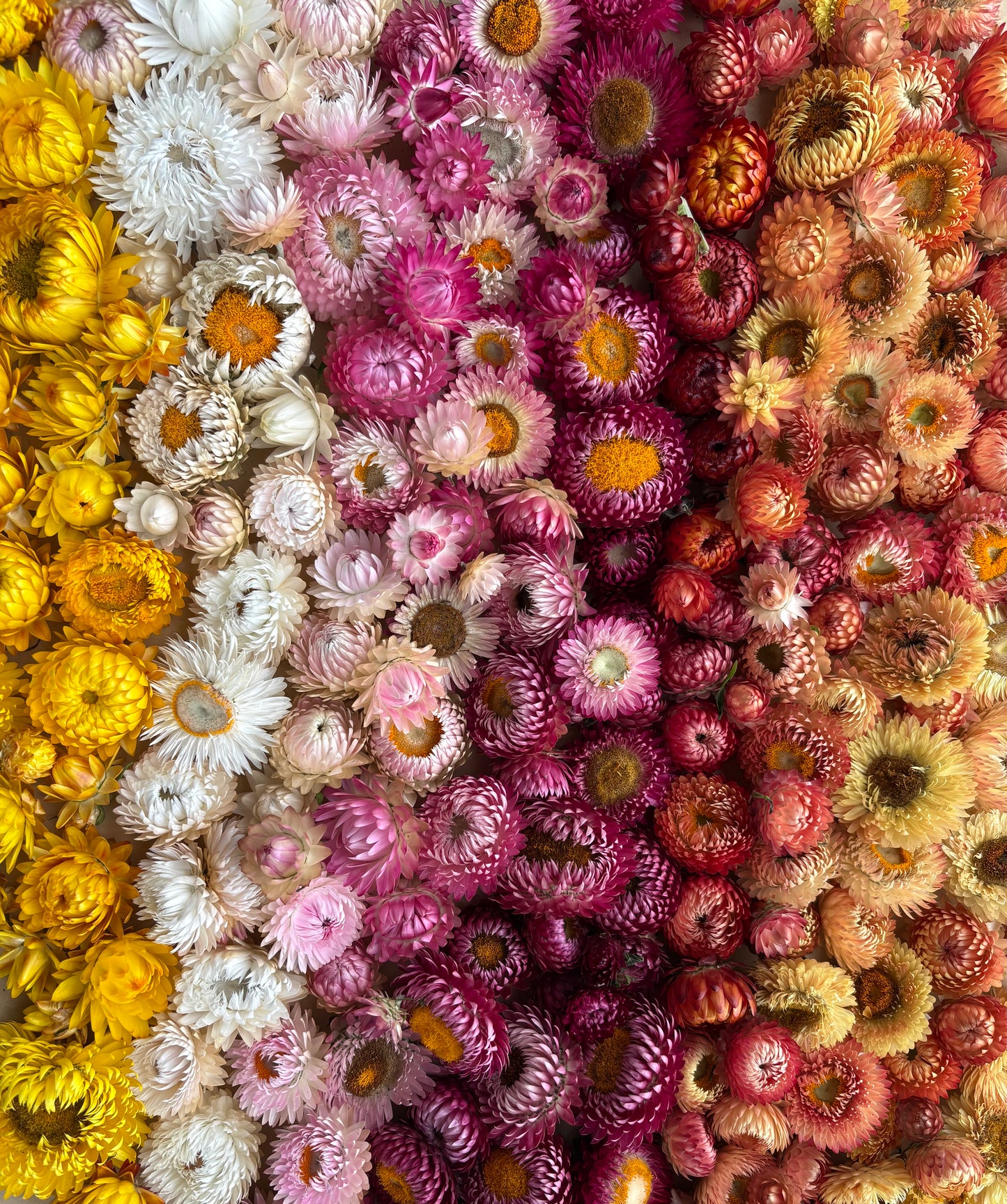 Holiday Wreath