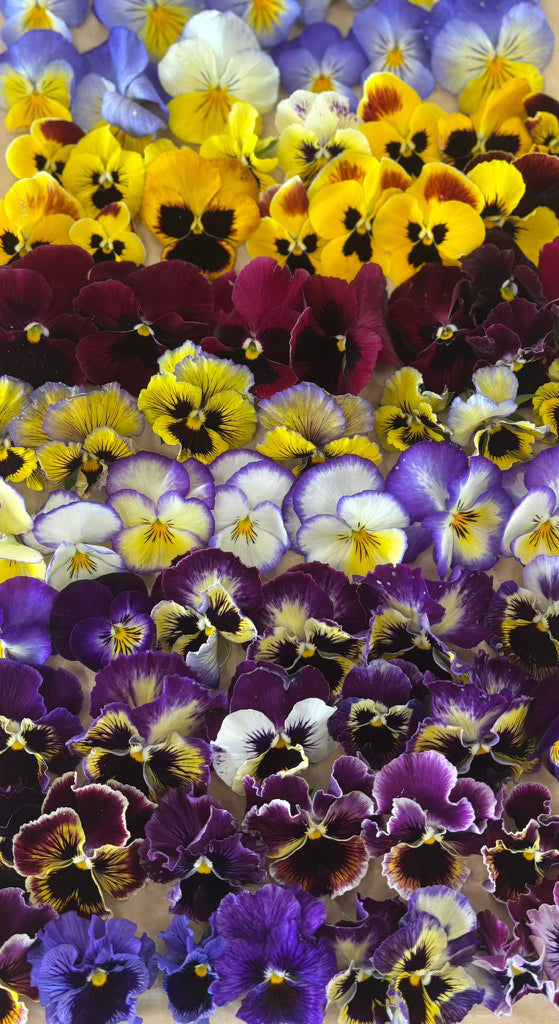 Pansies