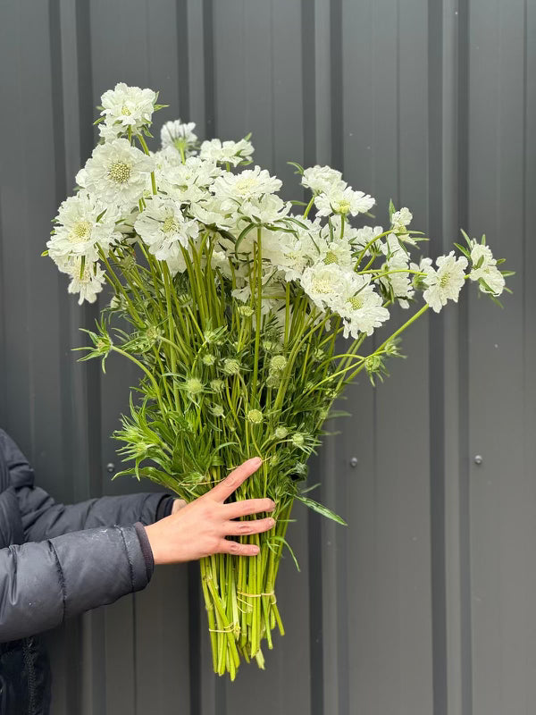 Scabiosa