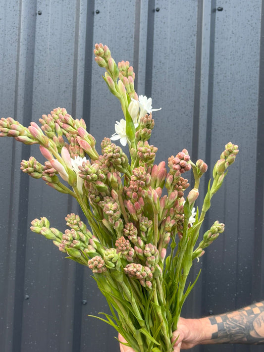 Tuber Roses